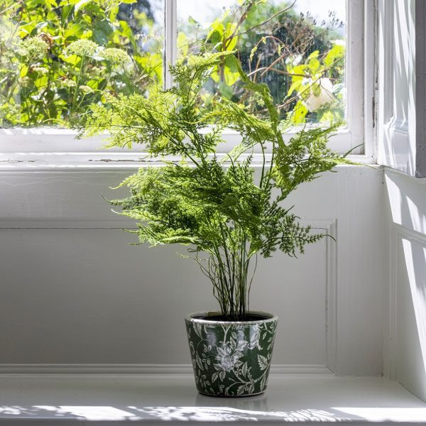  Asparagus Fern in Pot